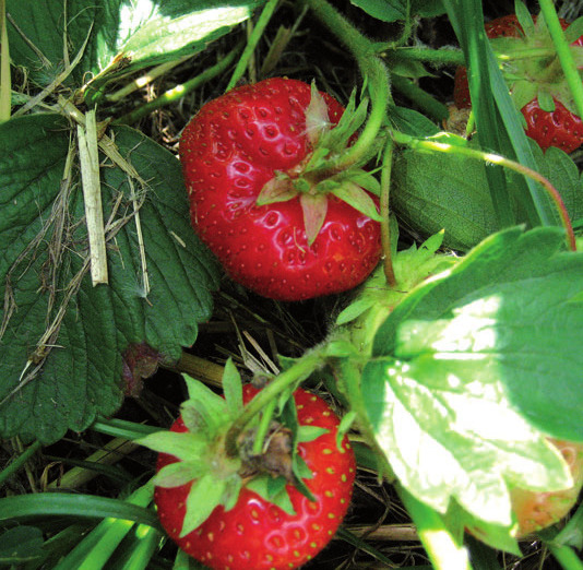Frische Erdbeeren wollen gepflückt werde