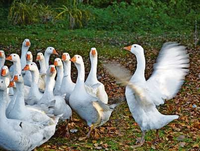 In wenigen Monaten sind die Tiere vom flauschigen Küken zur imposanten Gans herangewachsen Foto: Cassenshof In wenigen Monaten sind die Tiere vom flauschigen Küken zur imposanten Gans herangewachsen Foto: Cassenshof