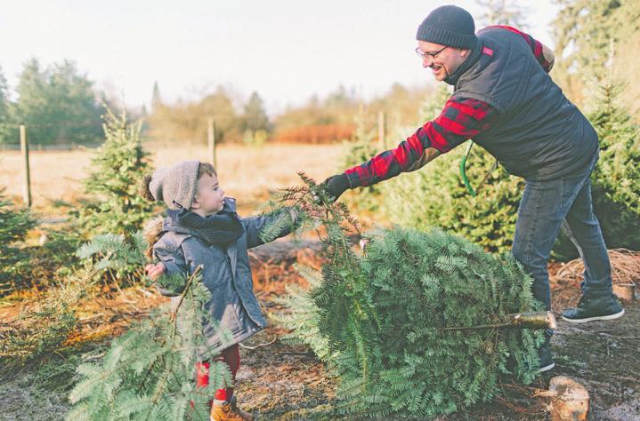 Den Christbaum selber zu schlagen, ist ein Erlebnis für Groß und Klein. Foto: ©Crystal Sing - stock.adobe.com Den Christbaum selber zu schlagen, ist ein Erlebnis für Groß und Klein. Foto: ©Crystal Sing - stock.adobe.com