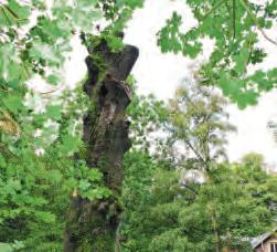 Die Vielfalt macht das Niendorfer Gehege aus Image 12 Die Vielfalt macht das Niendorfer Gehege aus Image 12