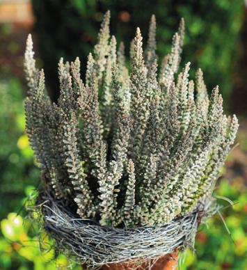 Die silberfarbene Heide macht sich auch gut auf Terrasse und Balkon Die silberfarbene Heide macht sich auch gut auf Terrasse und Balkon