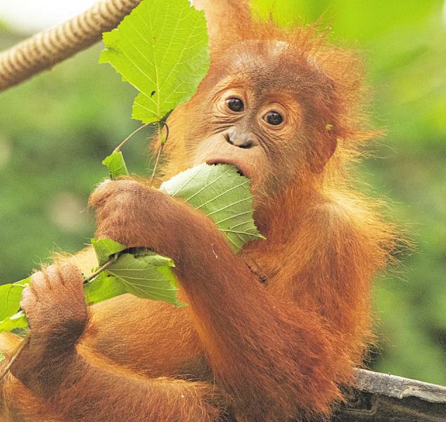 Der Artenvielfalt Zukunft schenken Image 2 Der Artenvielfalt Zukunft schenken Image 2