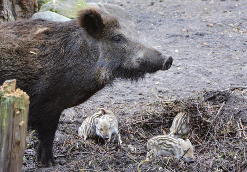 Wildschweinen kann’s gar nicht matschig genug sein. Bache „Isolde“ hat ihren Nachwuchs, der erst einige Tage auf der Welt ist, beim Buddeln im Blick.