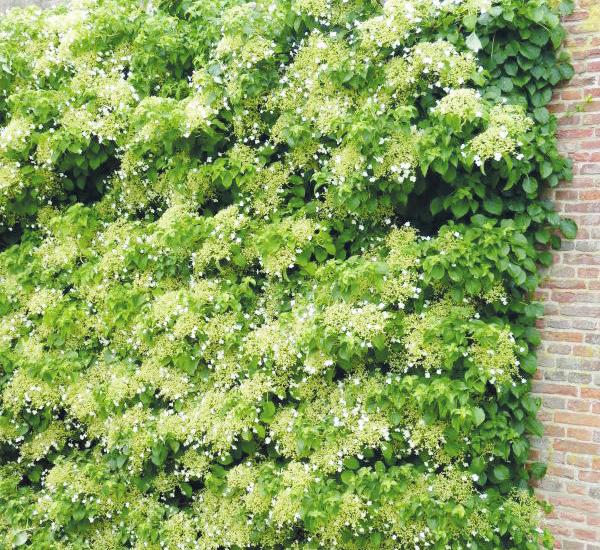 Die Kletterhortensie beispielsweise schmückt sich im Sommer mit unzähligen weißen Blüten Foto: BGL Die Kletterhortensie beispielsweise schmückt sich im Sommer mit unzähligen weißen Blüten Foto: BGL