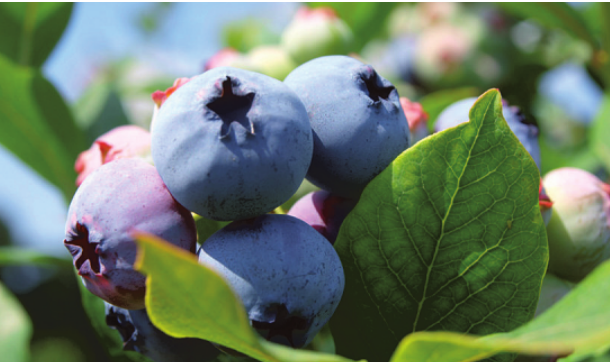 Auf dem Hof Soltau hat die Heidelbeer-Ernte gerade begonnen Foto: pr Auf dem Hof Soltau hat die Heidelbeer-Ernte gerade begonnen Foto: pr