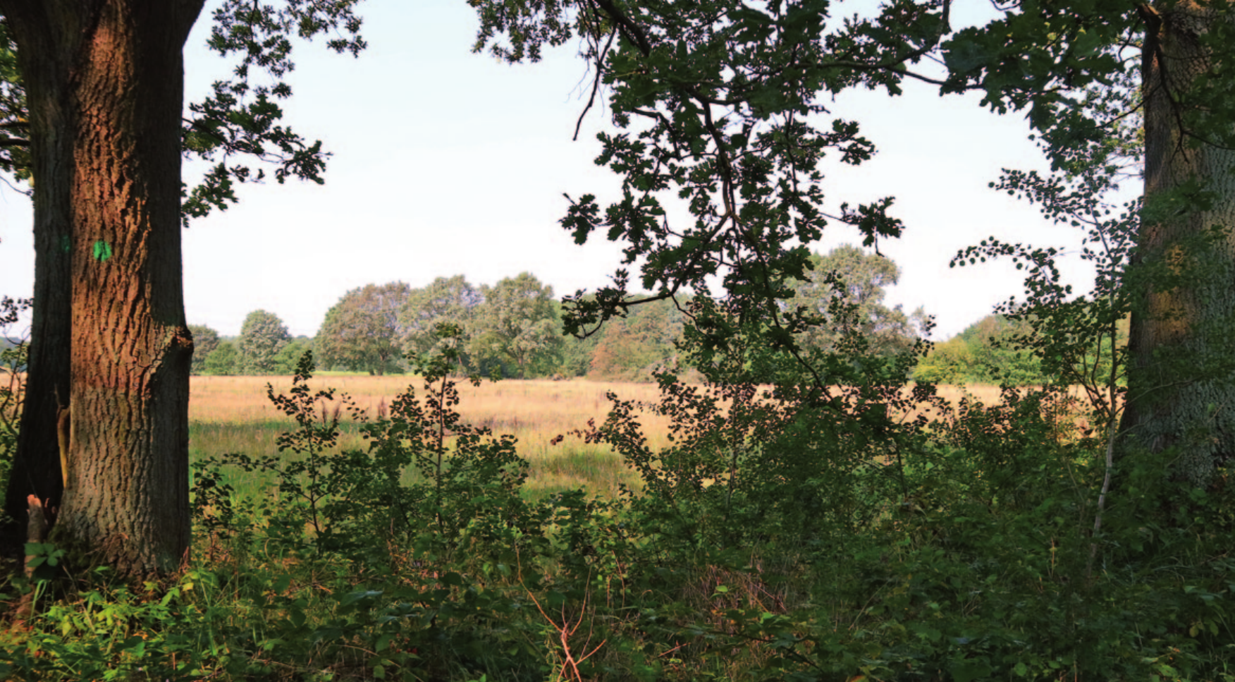 Ansicht aus dem NSG Höltigbaum. Fotos (4): Michael Hotze Ansicht aus dem NSG Höltigbaum. Fotos (4): Michael Hotze