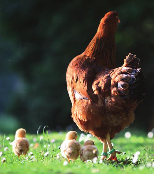 Hühner sollten als Auslauf einen Garten haben, rät die Hobbygärtnerin Hühner sollten als Auslauf einen Garten haben, rät die Hobbygärtnerin