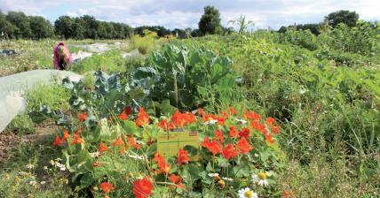 Lust auf Gartenarbeit? Die Gärtnerei Sannmann bietet Parzellen für die Saison an