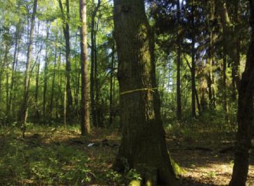 Ruhehain in Bönningstedt