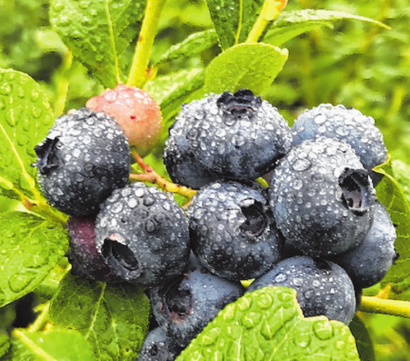 Die Heidelbeere wird oft auch „Vitaminbombe“ genannt Foto:AZ Die Heidelbeere wird oft auch „Vitaminbombe“ genannt Foto:AZ