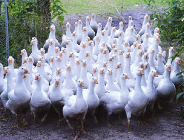 Glückliche Gänse vom Cassenshof