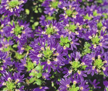 Die Pflanze des Jahres: das Blauröckchen Foto: GMH/Kientzler Die Pflanze des Jahres: das Blauröckchen Foto: GMH/Kientzler