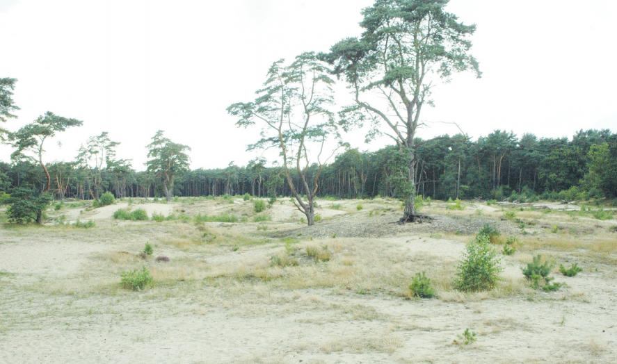 Die Holmer Sandberge sind ein Naturerlebnis der besonderen Art Foto: Kuno Klein Die Holmer Sandberge sind ein Naturerlebnis der besonderen Art Foto: Kuno Klein