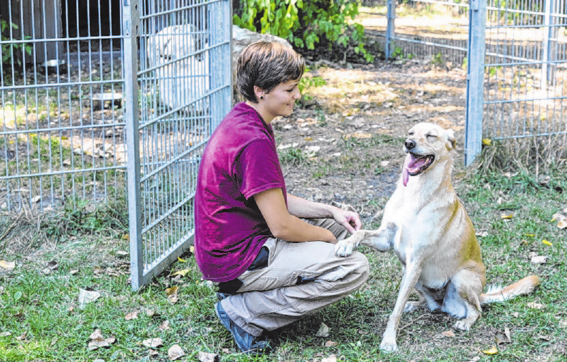 Tierschutzverein Augsburg sucht ehrenamtliche Mitarbeiter