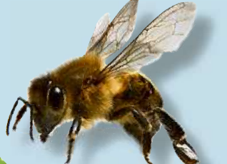 Hier fühlen sich Bienen wohl Image 2 Hier fühlen sich Bienen wohl Image 2