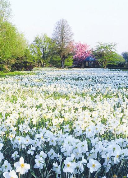 Die Narzissen-Wiese im Ellerhooper Arboretum bietet einen prachtvollen Anblick Foto: Arboretum Die Narzissen-Wiese im Ellerhooper Arboretum bietet einen prachtvollen Anblick Foto: Arboretum