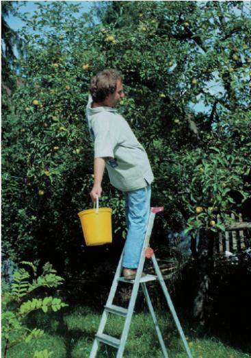 Auch Obstpflücken kann gefährlich sein FOTO: © AKTION DAS SICHERE HAUS (DSH)