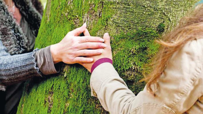 Das Berühren des Baumes, an dem ein geliebter Mensch beigesetzt wurde, empfinden viele Menschen als tröstlich Foto: djd/FriedWald Das Berühren des Baumes, an dem ein geliebter Mensch beigesetzt wurde, empfinden viele Menschen als tröstlich Foto: djd/FriedWald