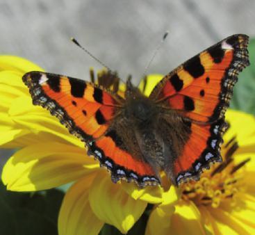 „Sonniger Seelenbalsam“