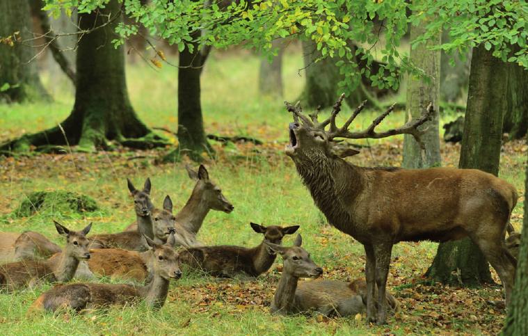Ein Rothirsch in der Brunft, FOTO: KARL-HEINS VOLKMAR
