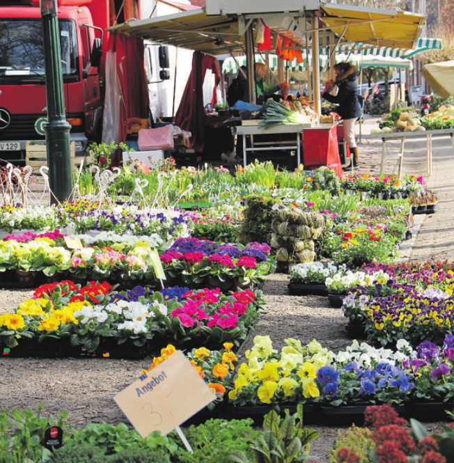 Auf dem Markt in Bargteheide werden farbenfrohe Frühlingsblüher angeboten Auf dem Markt in Bargteheide werden farbenfrohe Frühlingsblüher angeboten