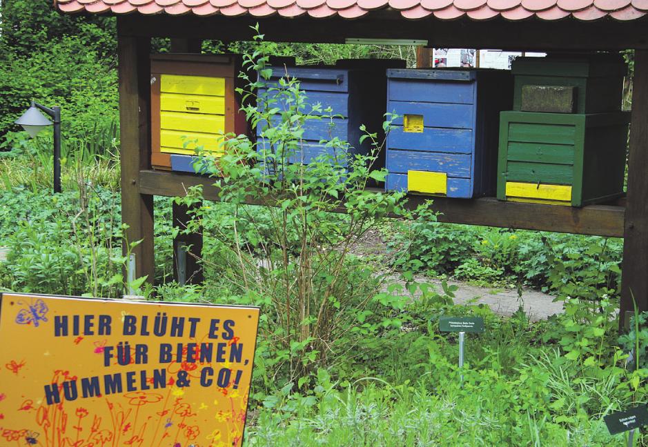 Es blüht jetzt überall: Für Bienen, Hummeln und andere Insekten gibt es zur Zeit einen reich gedeckten Tisch Fotos: Frauke Pöhlsen Es blüht jetzt überall: Für Bienen, Hummeln und andere Insekten gibt es zur Zeit einen reich gedeckten Tisch Fotos: Frauke Pöhlsen