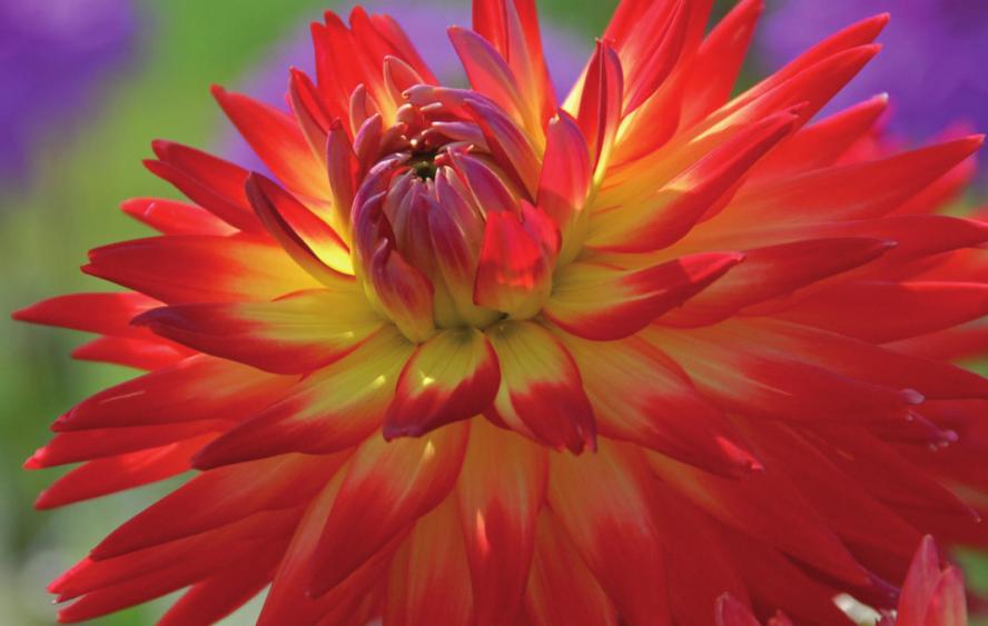 Temperament bringt die gelb-rote Dahlie „Karma Bon Bini“ ins Beet