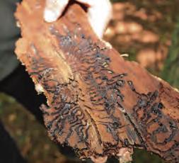 Die Vielfalt macht das Niendorfer Gehege aus Image 11 Die Vielfalt macht das Niendorfer Gehege aus Image 11