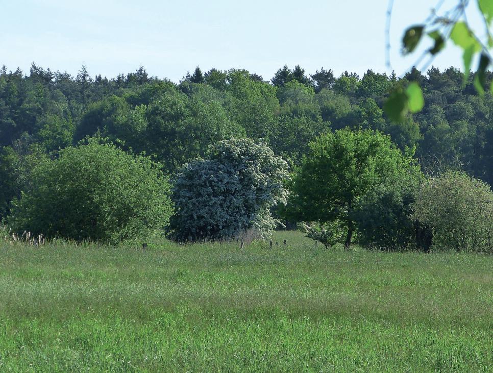 Die Feldmarken Rissen-Sülldorf sind einer der letzten verbliebenen Lebensräume für Wiesenvögel im Bezirk Altona FOTO: NABU/ALEXANDER MITSCHKE