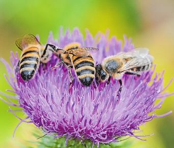 Der Heimatring hat die Aktion „bienenfreundliches Bergstedt“ ins Leben gerufen Foto: Karin Cordes Der Heimatring hat die Aktion „bienenfreundliches Bergstedt“ ins Leben gerufen Foto: Karin Cordes