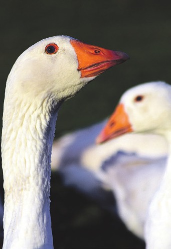 Noch genießen die Gänse ihr Leben auf den Höfen in unserer Region. Aber aufgepasst! Der 11. November ist ein klassischer Festtag, um Gänse zu braten Foto: pixabay Noch genießen die Gänse ihr Leben auf den Höfen in unserer Region. Aber aufgepasst! Der 11. November ist ein klassischer Festtag, um Gänse zu braten Foto: pixabay