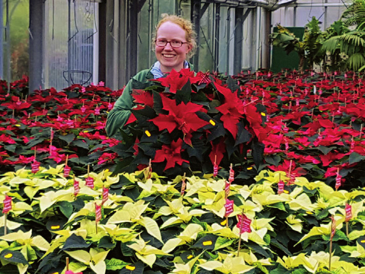 6.000 Weihnachtssterne im Blumenhof Pein