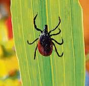 Die DAK Gesundheit bietet auch Zuschüsse für Reiseschutzimpfungen DAK Gesundheita Die DAK Gesundheit bietet auch Zuschüsse für Reiseschutzimpfungen DAK Gesundheita