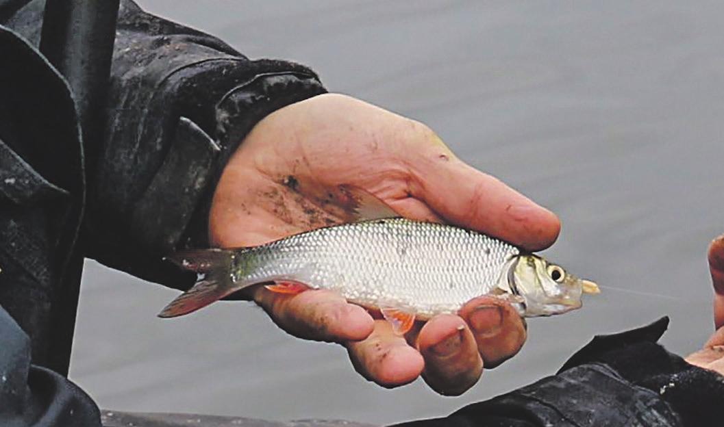 Damit die Fische bei der Bestandsaufnahme keinen Schaden nehmen, werden nur winzige Haken verwendet Damit die Fische bei der Bestandsaufnahme keinen Schaden nehmen, werden nur winzige Haken verwendet