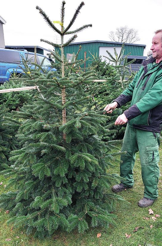 Gerade gewachsen soll die Tanne sein und schmal, damit sie gut in das kleine Zimmer passt. Foto: Rahn Gerade gewachsen soll die Tanne sein und schmal, damit sie gut in das kleine Zimmer passt. Foto: Rahn