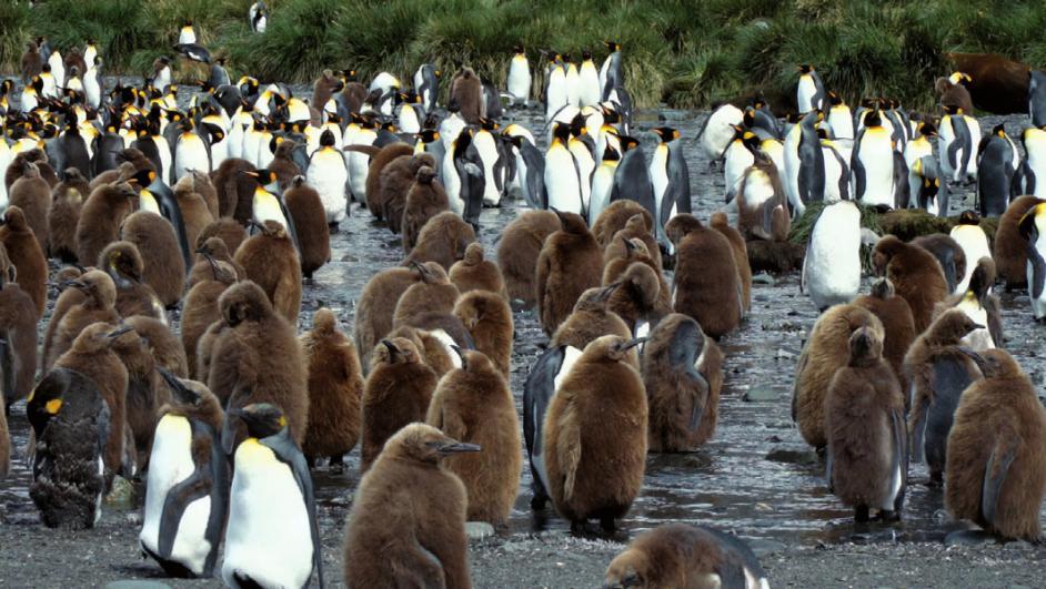 Ein „Kindergarten“ von Pinguinen
