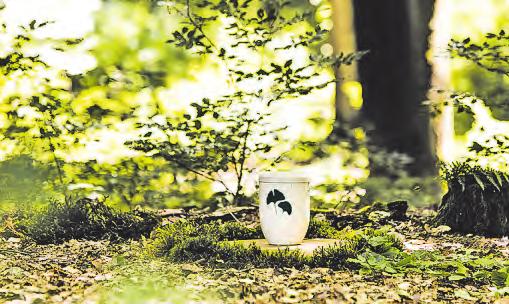 Eine Urne unter einem Baum in einem FriedWald Fotos: FriedWald Eine Urne unter einem Baum in einem FriedWald Fotos: FriedWald