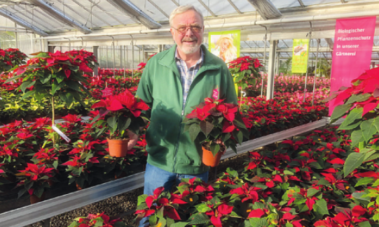 Werner Pein hat auf seinem Blumenhof 8000 selbst gezogene Weihnachtssterne mit Haltbarkeitsgarantie im Angebot Foto: Skibbe Werner Pein hat auf seinem Blumenhof 8000 selbst gezogene Weihnachtssterne mit Haltbarkeitsgarantie im Angebot Foto: Skibbe
