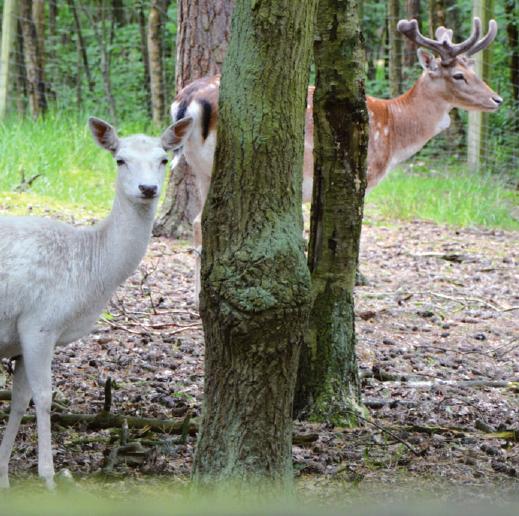 Senioren: das Damhirsch-Paar „Katja“ und „Klaus-Peter“