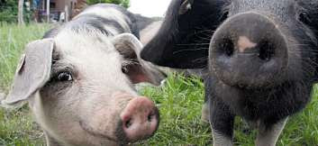 Ausflüge - Veranstaltungen - Kurzurlaub Image 4 Ausflüge - Veranstaltungen - Kurzurlaub Image 4