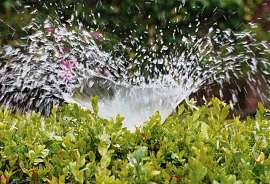 Wenn möglich, sollte morgens gewässert werden Foto: pixabay Wenn möglich, sollte morgens gewässert werden Foto: pixabay