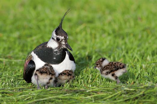Immer seltener anzutreffen: Kiebitz mit Nachwuchs FOTO: NABU/THORSTEN KRÜGER