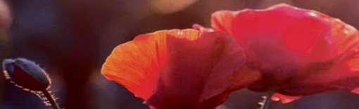 Das Memorium am Friedhof in Henstedt-Ulzburg stellt sich vor Image 2 Das Memorium am Friedhof in Henstedt-Ulzburg stellt sich vor Image 2