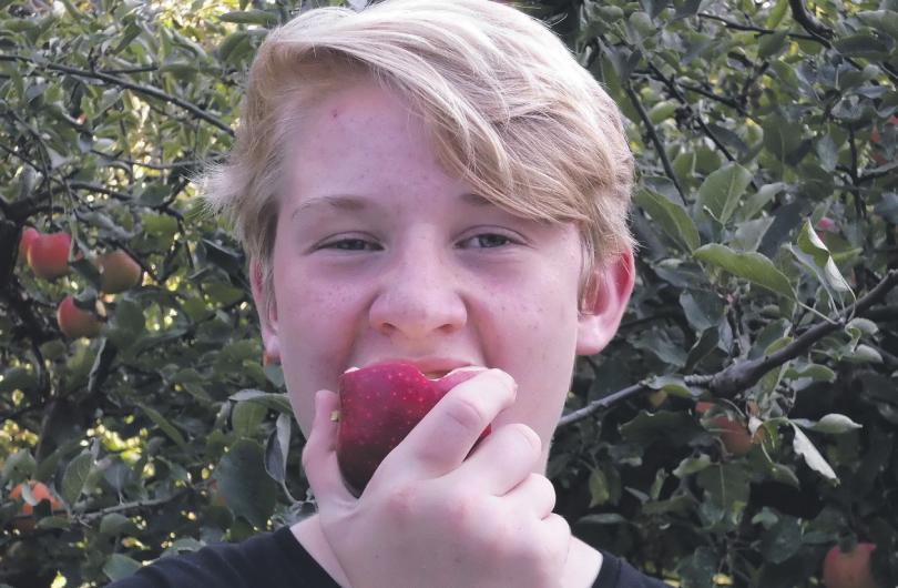 Das ist lecker und gesund: Die alte Apfelsorte „Ingrid Marie“ enthält viele Polyphenole, ebenso wie der Holsteiner Cox im Hintergrund Foto: B. Skibbe Das ist lecker und gesund: Die alte Apfelsorte „Ingrid Marie“ enthält viele Polyphenole, ebenso wie der Holsteiner Cox im Hintergrund Foto: B. Skibbe