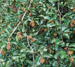 Die Vielfalt macht das Niendorfer Gehege aus Image 1 Die Vielfalt macht das Niendorfer Gehege aus Image 1