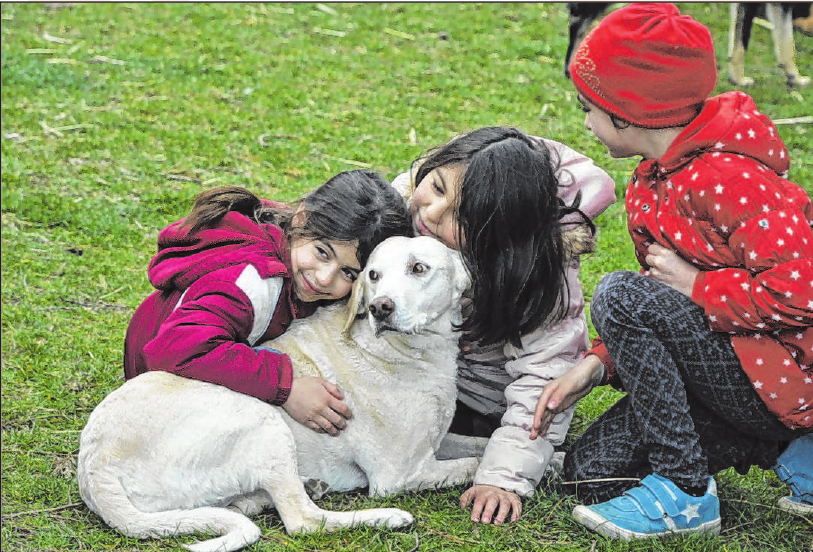 Tierheim Augsburg 2019 war ein gutes Jahr für Hunde, Katzen und Co.