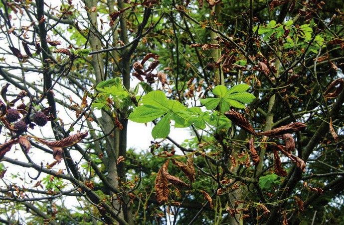 Ein Baum wehrt sich ...