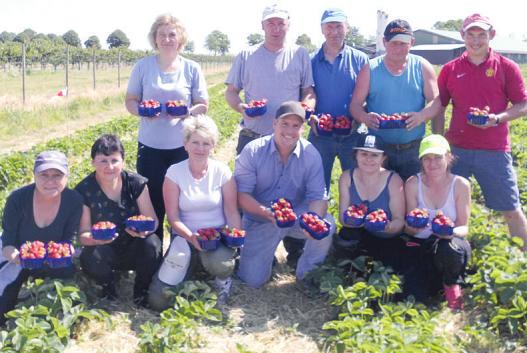 Tim Plüschau (vorn Mitte) und seine Erntehelfer laden ein zum großen Erdbeerfest auf dem Obsthof Plüschau in Haselau Fotos: Skibbe Tim Plüschau (vorn Mitte) und seine Erntehelfer laden ein zum großen Erdbeerfest auf dem Obsthof Plüschau in Haselau Fotos: Skibbe