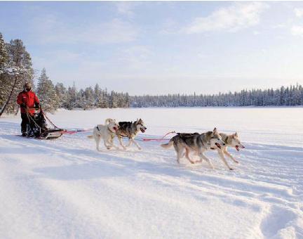Huskytour in Finnisch Lappland