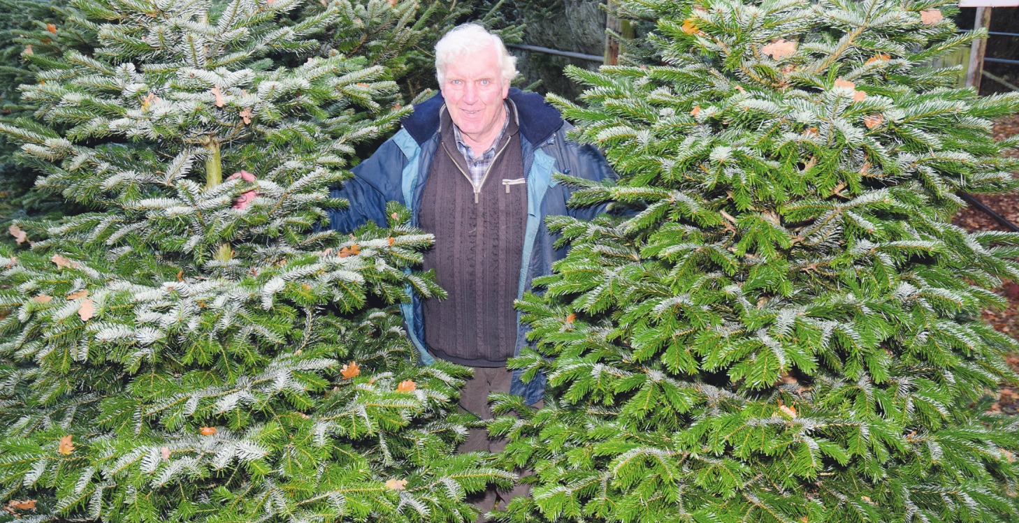Klaus Mohr hält viele schöne Tannen fürs Christfest parat und veranstaltet an den Wochenenden dritter und vierter Advent ein buntes Programm für die ganze Familie. Damit wird der Weihnachtsbaumkauf zum spannenden Familienausflug Foto: Kuno Klein Klaus Mohr hält viele schöne Tannen fürs Christfest parat und veranstaltet an den Wochenenden dritter und vierter Advent ein buntes Programm für die ganze Familie. Damit wird der Weihnachtsbaumkauf zum spannenden Familienausflug Foto: Kuno Klein